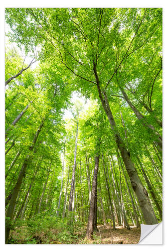 Naklejka na ścianę Big green forests