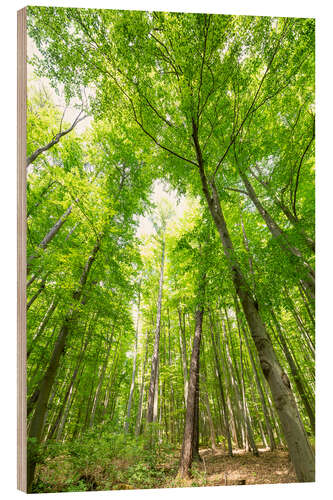 Wood print Big green forests