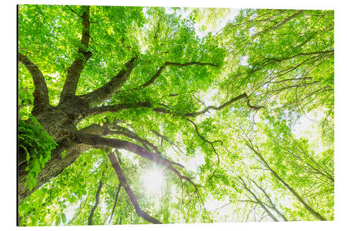 Aluminiumsbilde Friske grønne treetops i skogen