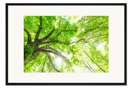 Gerahmter Kunstdruck Frische grüne Baumkronen im Wald
