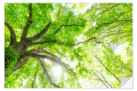 Naklejka na ścianę Fresh green treetops in the forest