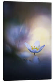 Canvas print A wood anemone and it&#039;s darkside