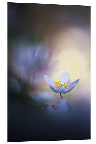 Gallery print A wood anemone and it's darkside