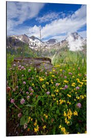 Aluminium print Wilde bloemen op de Grossglockner