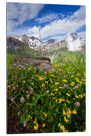 Gallery Print Wildblumen am Großglockner