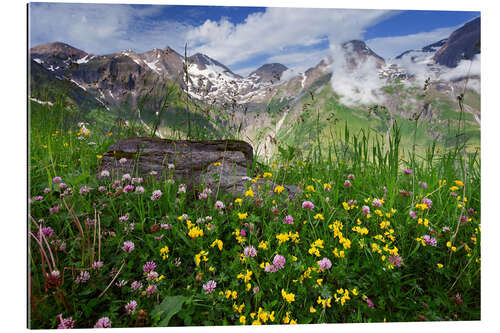 Gallery print Hohe Tauern mountain meadow