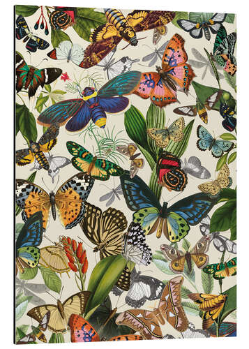 Aluminium print Exotic butterflies