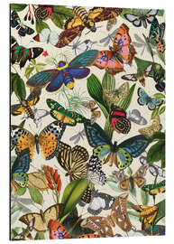 Aluminium print Exotic butterflies