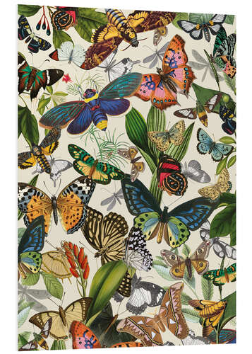 Foam board print Exotic butterflies