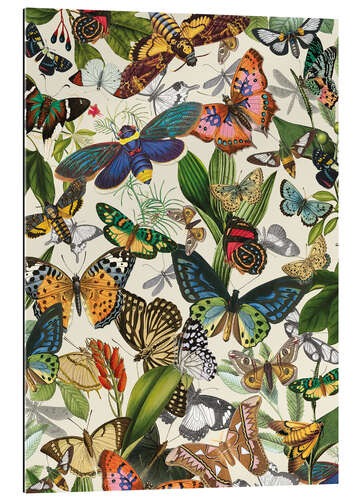 Gallery print Exotic butterflies