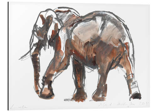 Aluminium print Study of an elephant