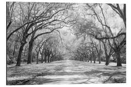 Tableau en aluminium Oak Avenue à Wormsloe, USA