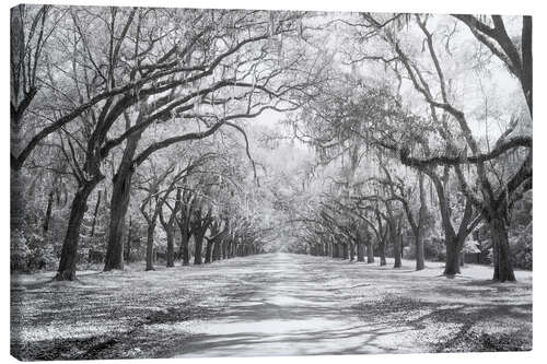 Canvas print Oak Avenue in Wormsloe, USA