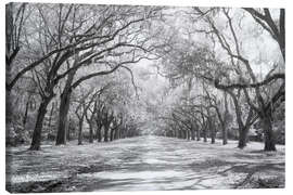 Leinwandbild Eichenallee in Wormsloe, USA