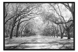Gerahmter Kunstdruck Eichenallee in Wormsloe, USA
