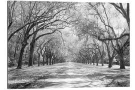 Galleritryk Oak Avenue i Wormsloe, USA