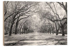 Obraz na drewnie Oak Avenue in Wormsloe, USA