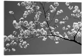 Acrylic print Cherry blossom in black and white