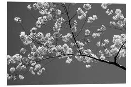 Foam board print Cherry blossom in black and white