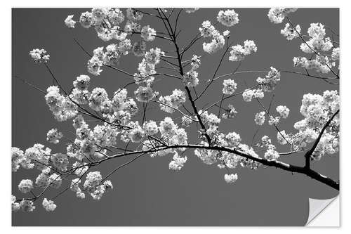 Wall sticker Cherry blossom in black and white