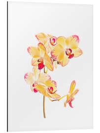 Tableau en aluminium Orchidée jaune