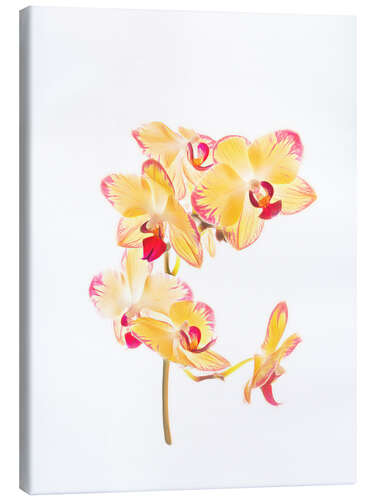 Canvas print Yellow orchid