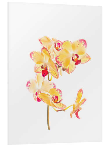 Quadro em PVC Orquídea amarela