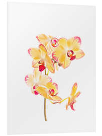 Foam board print Yellow orchid