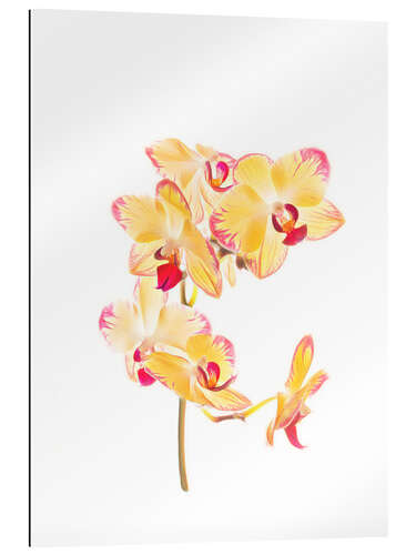 Tableau en plexi-alu Orchidée jaune