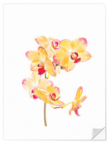 Wandsticker Gelbe Orchidee