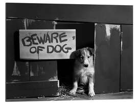 Magnettafel Hüte dich vor dem Hund