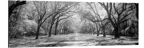 Tableau en aluminium Wormsloe Oak Avenue, USA