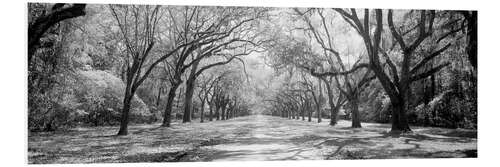 Tableau en PVC Wormsloe Oak Avenue, USA