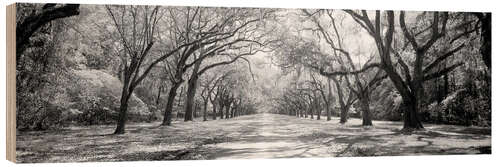 Trebilde Wormsloe Oak Avenue, USA