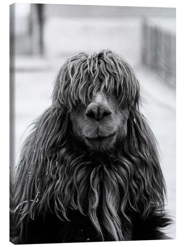 Canvas print Alpaca at the barber