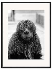 Gerahmter Kunstdruck Alpaka beim Friseur