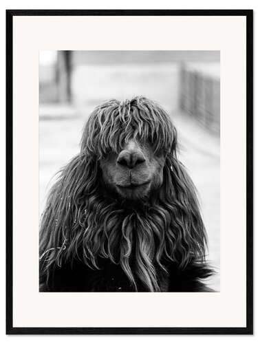 Framed art print Alpaca at the barber