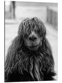 Magnettafel Alpaka beim Friseur