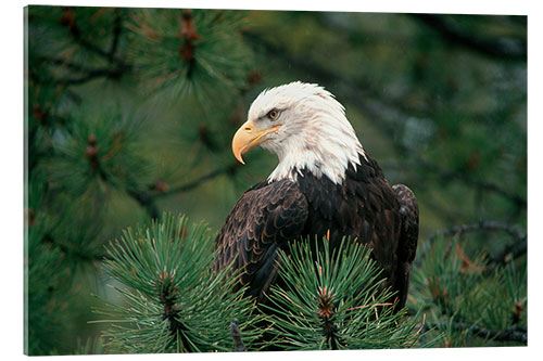 Acrylic print Bald eagle perched in a pine tree