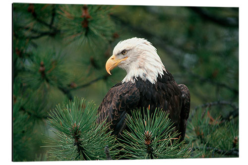 Stampa su alluminio Bald Eagle arroccato in un albero di pino