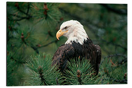 Aluminium print Bald eagle perched in a pine tree