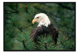Gerahmter Kunstdruck Weißkopfseeadler thront in einer Pinie
