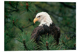 Foam board print Bald eagle perched in a pine tree