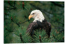 Gallery print Bald eagle perched in a pine tree