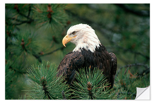 Selvklebende plakat Bald eagle perched i et furutrær