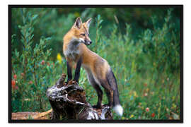 Gerahmter Kunstdruck Rotfuchs auf der Suche nach Beute