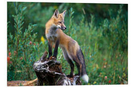 Foam board print Red fox looking for prey