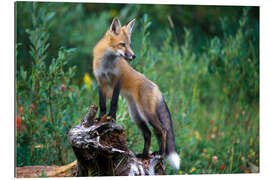 Gallery print Red fox looking for prey