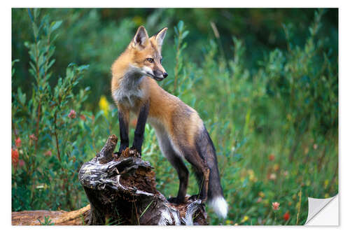 Naklejka na ścianę Red fox looking for prey