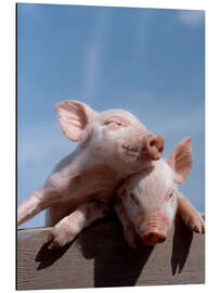 Magnettafel Zwei Ferkel in der Sonne